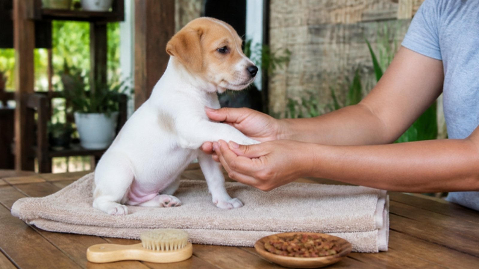 A small Aspin puppy sitting calmly on a towel on a wooden table while a person's hands gently hold its paw, with a soft brush and treats nearby